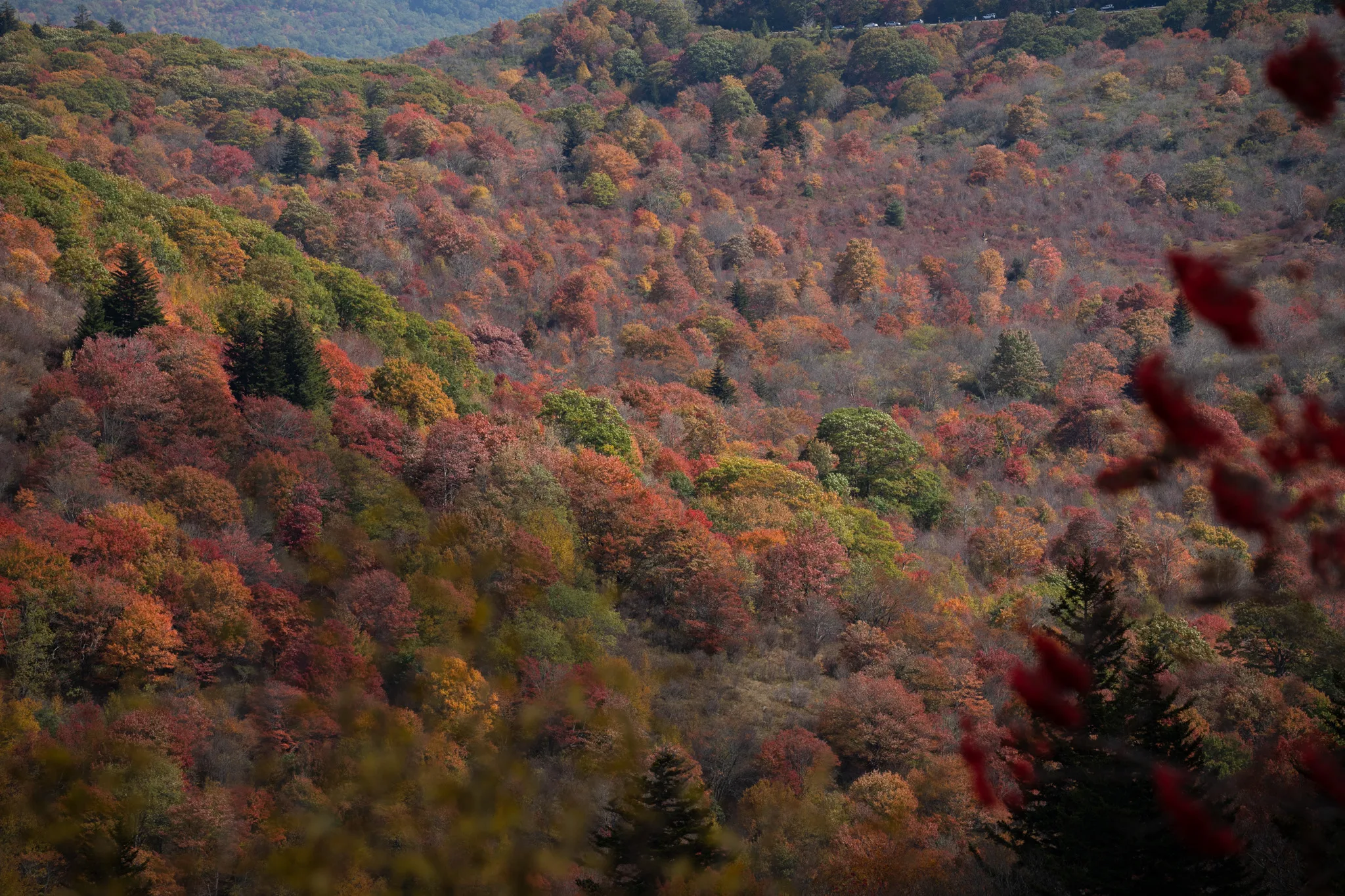 Fall Trek to Black Balsam Knob